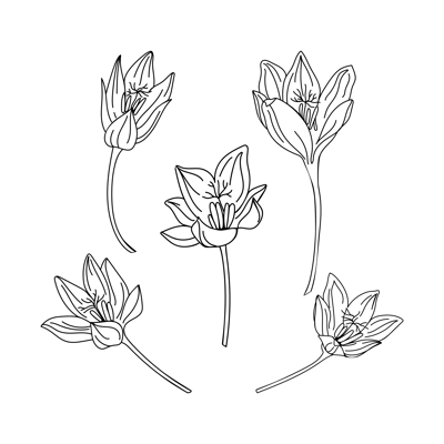 Collection set of saffron flower illustration. Delicate line art drawings of spring flowers. Hand drawn crocus for pattern, logo, posters, invitation and greeting card design. Saffron set